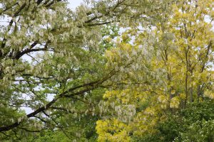 Acacias en fleurs