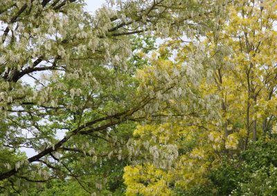 Acacias en fleurs