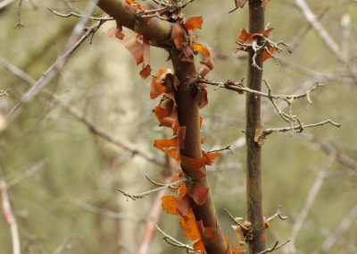 Acer griseum = érable griseum