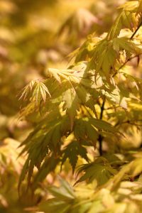 acer palmatum " orange dream " = érable du japon