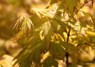 acer palmatum " orange dream " = érable du japon