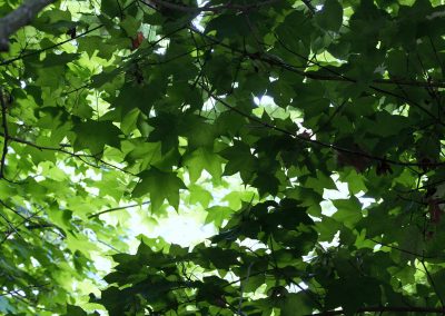Feuilles d'été , arbres en été
