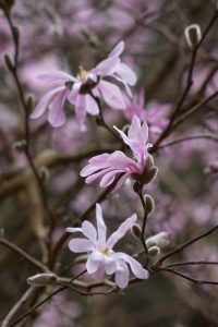 Fleurs de magnolia stellata roséa