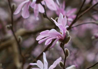 Fleurs de magnolia stellata roséa