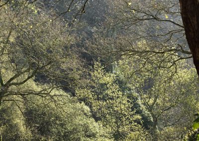 Forêt au printemps