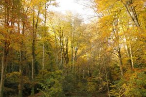 Forêt de hêtres, automne