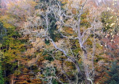 Forêt en automne