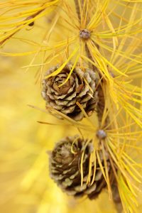 Larix leptolepsis = mélèze , automne