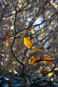 Les dernières feuilles - arbres en hiver