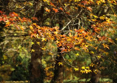 Liquidambar en automne