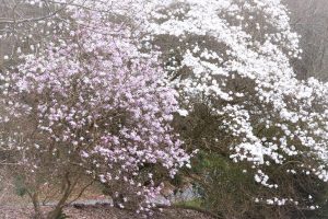 magnolias en fleurs ( stellata )