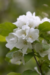 Malus baccata var. mandchourica = malus cérasifera = pommier à fleurs mandshurica