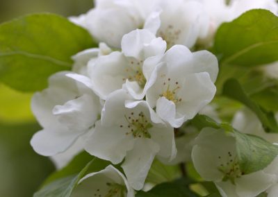 Malus baccata var. mandchourica = malus cérasifera = pommier à fleurs mandshurica