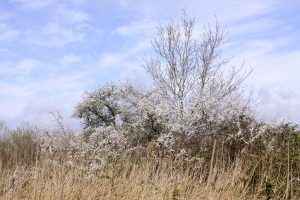 Pruneliers en fleurs