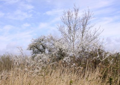 Pruneliers en fleurs