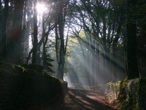 Rayons de soleil dans la forêt