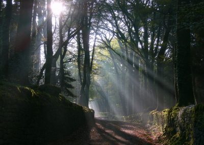 Rayons de soleil dans la forêt