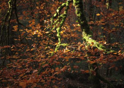 Sylvie Cotelle - Arbres