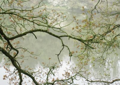 Sylvie Cotelle - Arbres